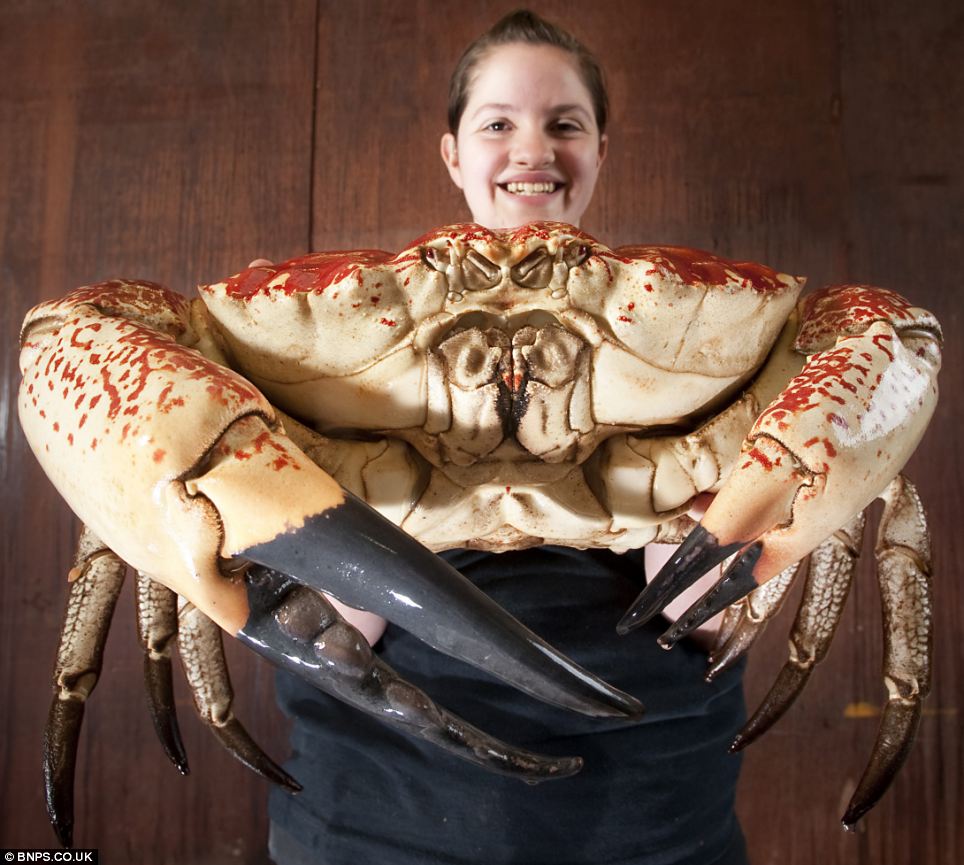 拥有惊人尺寸的巨型蟹!